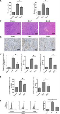 Exosomal MicroRNA-374b-5p From Tubular Epithelial Cells Promoted M1 Macrophages Activation and Worsened Renal Ischemia/Reperfusion Injury